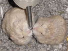 _021501_chubby_n_chicken_03.jpg