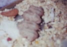 030500_newborns_02.jpg