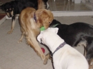 buddy_41.jpg