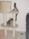 waldo_tiger_006.jpg