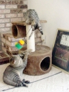 waldo_tiger_007.jpg
