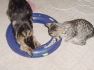 waldo_tiger_011.jpg