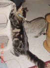 waldo_tiger_029.jpg